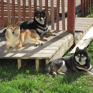 The Three Shiba's (females).
Shiba Inu's, Japaneze breed.