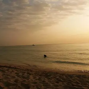 BOCA BUD - CASPER - SURFRAT (MIKE) - HUNTING A FLA. BEACH AT SUNRISE