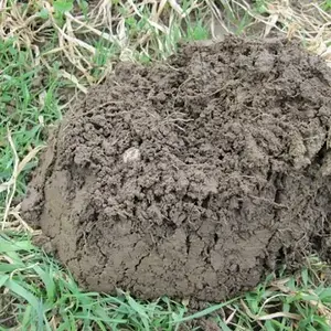 MUSKETBALL FROM FARM FIELD