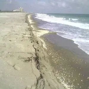 5 ft. cut   fort pierce,  fla.