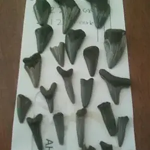 i find  these  16 million year old shark teeth  fossils    in a secret  new jersey  beach.
