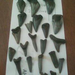 i find  these  16 million year old shark teeth  fossils    in a secret  new jersey  beach.