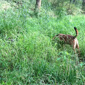 Think he's on the trail of treasure?