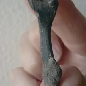 Small leg bone possibly turtle