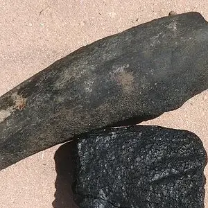 Dugong Rib bone