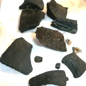 Fossil Bits and Pieces