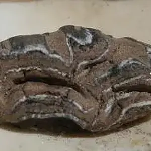 Equus Sp. Pleistocene horse tooth