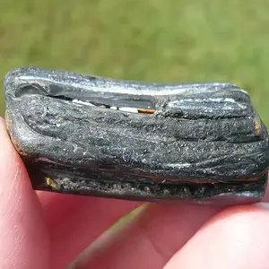 Equus Sp. Pleistocene horse tooth