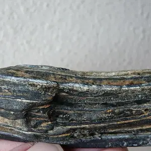 Equus Sp. Pleistocene horse tooth  (2)