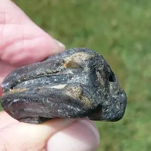 Equus Sp. Pleistocene horse tooth  (4)