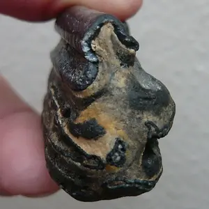 Equus Sp. Pleistocene horse tooth  (6)