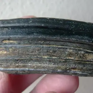 Equus Sp. Pleistocene horse tooth  (7)