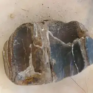 Equus Sp. Pleistocene horse tooth (2)