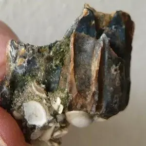 Horse Teeth 1 (2)