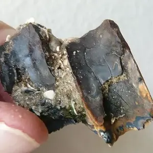 Horse Teeth 1