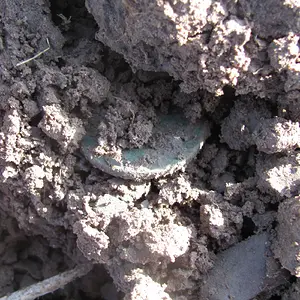 Liberty Cap Cent in the dirt, first daylight in over 215 years! 11/2012