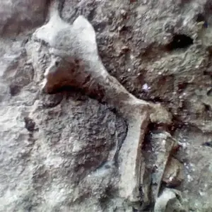 What is this?  Bones~