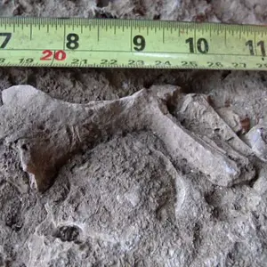fossilindiana 003