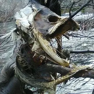 Jaws 1