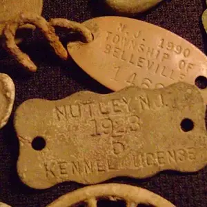 dog licenses