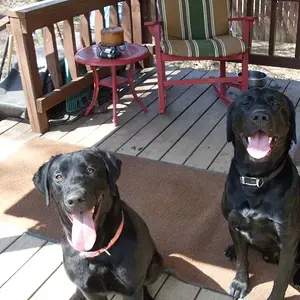 dogs 002