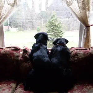 dogs 010