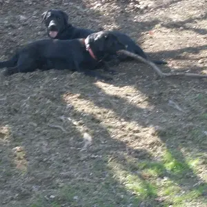dogs 009