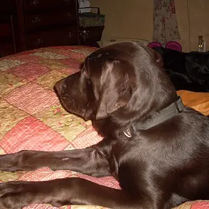 dogs 320