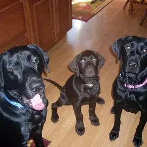 dogs 289