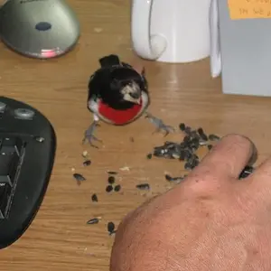 Wild bird that I enticed onto my workdesk in the house with some sunflower seed. He hung out with me everyday while I worked for about 2 weeks.