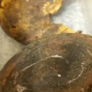 Bad shot...but a Golden Empire and Three Flowers New York Park Vanity Compact...circa 1915ish. Pott. Co.