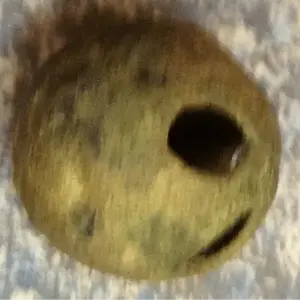 Old jingle bell...brass maybe. Cherokee Co.