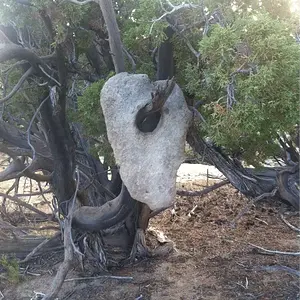 [No title]