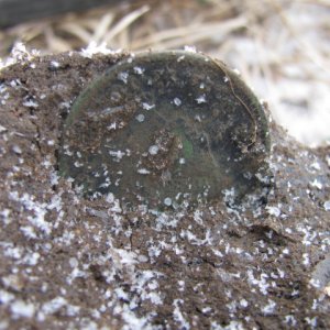 1827 Matron Head largy 3/18/13 Frozen in the mud.