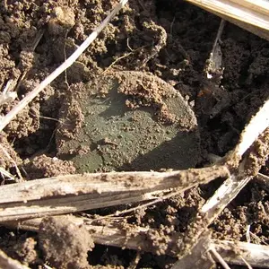 1816 Matron Head large cent coming up to see the light. 3/17/13