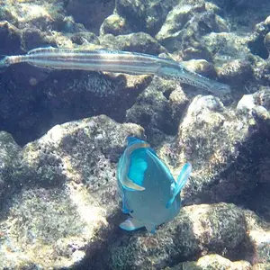 trumpet fish & parrot