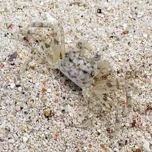 ghostcrab