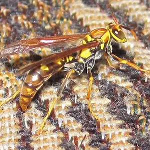 caribean wasp