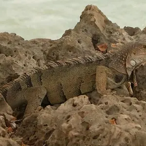 carib iguana2