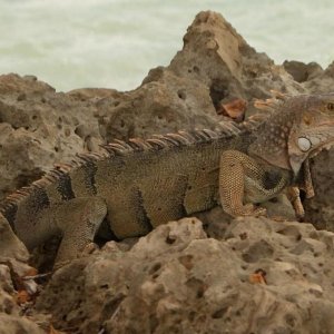 carib iguana2