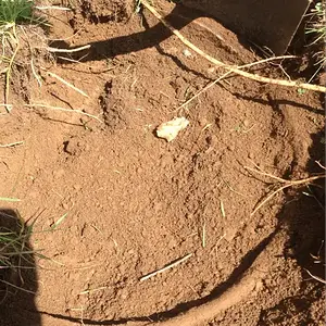 We think it's an old concrete bird bath with rebar.