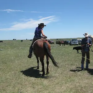 Checking the calf on the end of the rope.