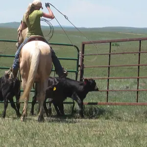 Lasso.