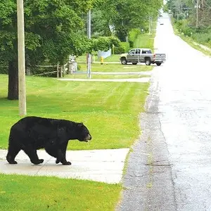 Black bear