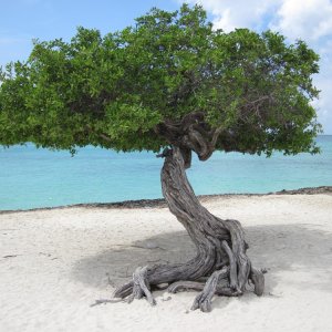 TREE ON AN ARUBA BEACH