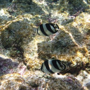 PAIR OF BUTTERFLY FISH IN ARUBA