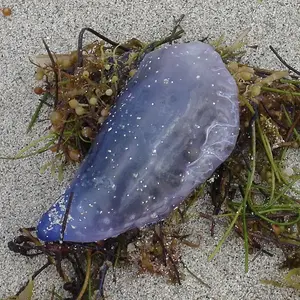LARGE MAN-O-WAR WASHED UP ON A FLA. BEACH