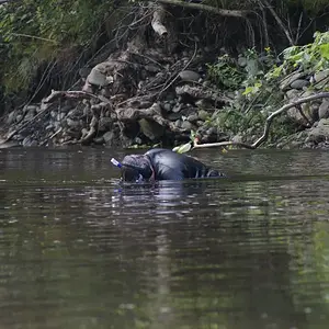 ME RIVER HUNTING