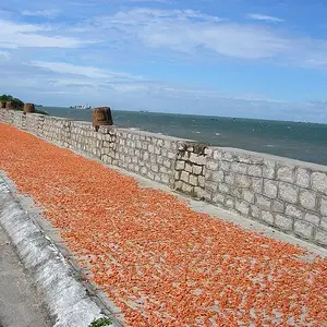 Shrimp drying in the sun.

Vung Tau, Vietnam