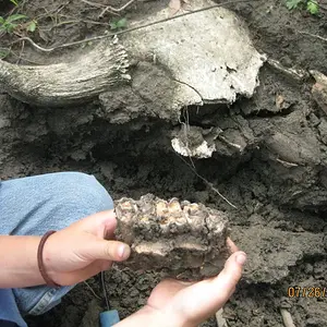 IMG 1213